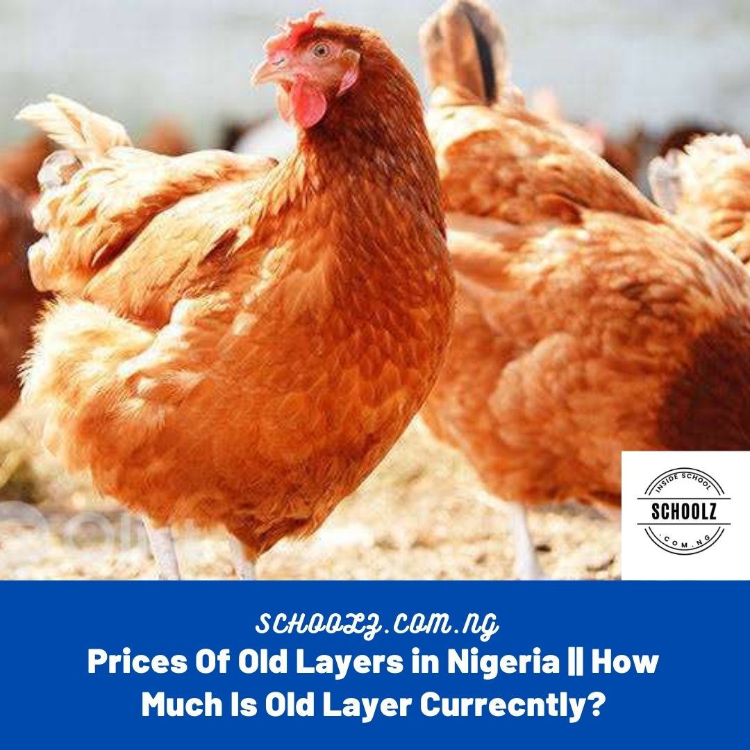 Unbelievable Price Of Old Layers in Nigeria 2021